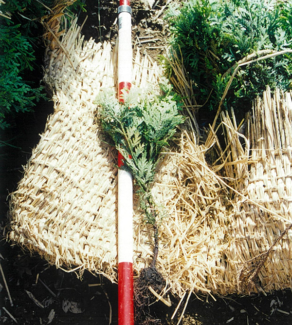 植栽した当時のヒバの苗木（高さ約30センチメートル）