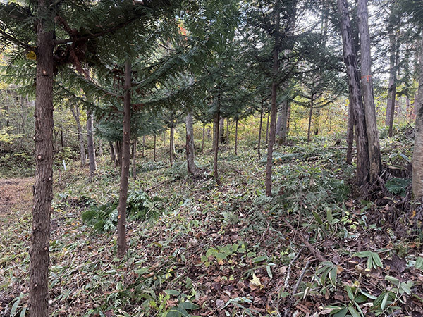 間伐後の森林の写真